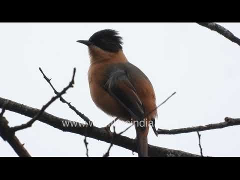 Intimate bonding behaviour of Rufous Sibia in wild