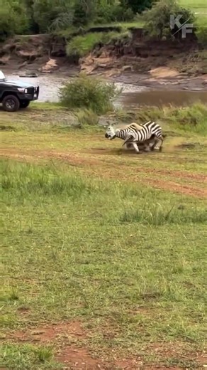 Zebra with Broken Leg vs Lioness – Brutal Wild Encounter