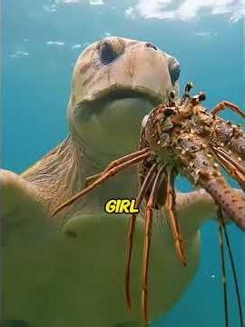 Saved a turtle 10 years ago! Today it returned with a lobster surprise!😭❤️#turtlerescue
