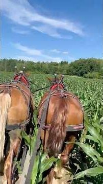 DRAFT HORSES: The Last Cultivation!!