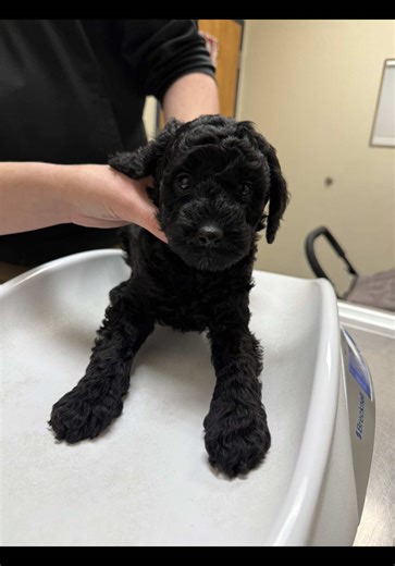 It’s vet dayyyyy 🥰❤️ #goldendoodles #minigoldendoodles #cockapoo #goldendoodle #puppy