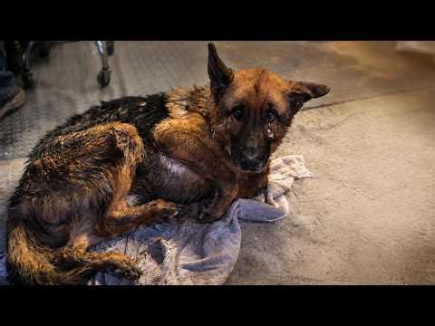 She Was Starved, Covered in Filth, and Left to Die Until Rescuers Changed Her Life Forever!