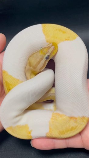 ボールパイソンの観察動画【NEXT-1720】#ゆーちゃんねるTV 〜 #ボールパイソン 〜 #ballPython #爬虫類動画 #おすすめ #reptile #reptiles #ペット #生き物