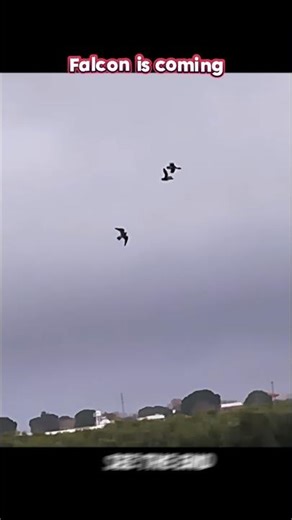 No Escape in the Sky! Falcon Hunts Ducks in Seconds
