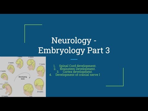 🧠 Ultimate USMLE Step 1 Embryology Review: Spinal Cord Development, Brainstem & Cortex.