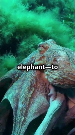 🐙 The Cutest Creature in the Deep Sea? Meet the Dumbo Octopus! #curiouscosmos #viral #marinelife