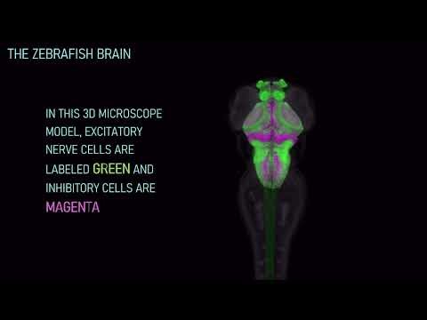 Brain Night V3 draft
