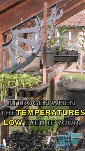 Yellow Corn Fix #shorts