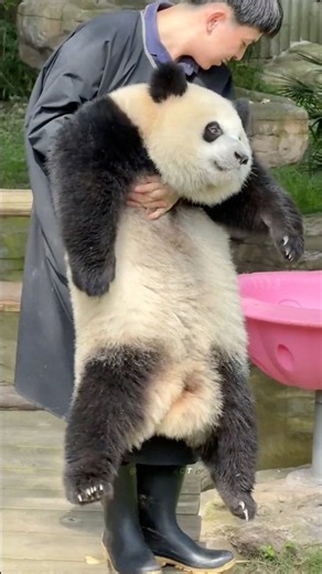 Pandas Are Not Like Other Animals