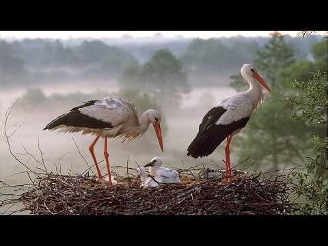 Live Storks Nesting Nature Live - Cuib Barza Alba Natura Vie
