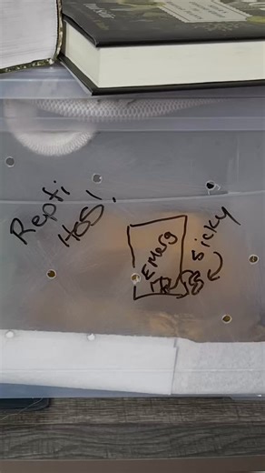 First Vet visit! What a day! We found mites!!!! Eep!!!Angel Mom to the rescue! Thank doctor Pegrham and Kayla for all your help today making this new ball python mom step up her game!! Built a snake hospital and sat with him for a half hour giving him his iodine bath! He even saw himself for the first time in a mirror! Big day for a little guy! Poor Benny did a great job! 6 weeks of quarantine and lots of mom time lol! (Lula was cleared btw:)) | angelmorganpetpsychic.com