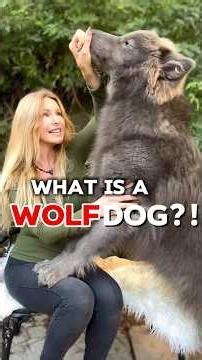 What EXACTLY is a WOLFDOG??! #wolfhybrid