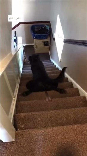 This dog's stair fail is absolutely hilarious #shorts #dogs #fails