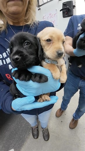 RESCUE ALERT: 40 dogs & puppies saved in one breath of hope 💛🐾 Our rescue team just returned to our Port Washington, NY Adoption Center after lifesaving trips to our shelter partners Albany Humane Society in Georgia and FAUNA - Friends All United for Natchitoches Animals. Every pup in this video is tasting freedom for the first time - and now they’ll receive the world class care we provide to all our animals: complete vet treatment, grooming, behavioral support, and lots of TLC before they’re 