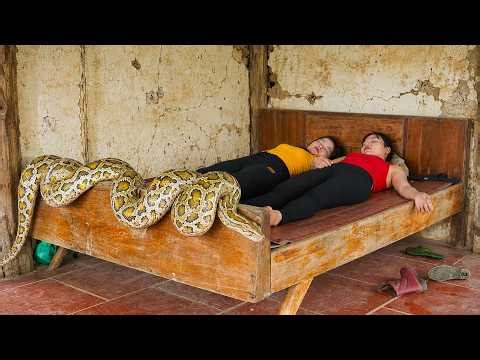 72 Hours Survival: Breeding Giant Pythons Invade Sleeping Girl’s Room While Farmers Hunt a Pig Thief