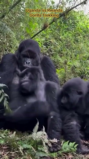 Uganda vs Rwanda Gorilla Trekking: A Complete Guide #fyp #viral #shorts #gorilla