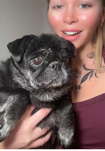 Joyful Bath Time for Rescue Pugs