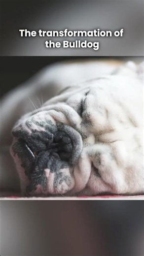 The transformation of the bulldog