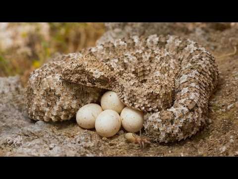 Spider-Tailed Horned Viper: 150 Days From Egg to Survivor with the Horned Devil of the Sand