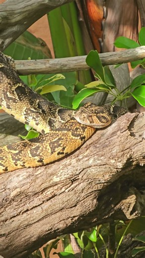 🐍🐍 Puff Adder - Lawnwood Snake Sanctuary 🐍🐍 #Wildlife #Safari