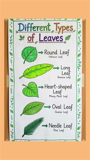 Different Types Of Leaves| Names of Leaves