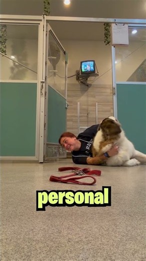 NADIE les Avisó a los Trabajadores del Hotel Que Esta Mascota Sabe Jiu Jitsu