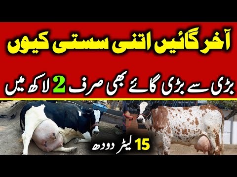 Today Malumor Mandi Jhang Update | Cows Fresh Rates Update | Cow Mandi 2026