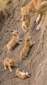 Naughty Newborn Lion Cubs Keeping Mom Busy