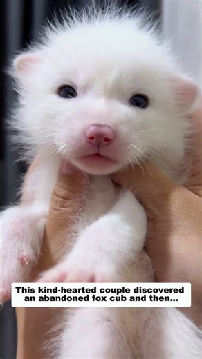 This kind-hearted couple discovered an abandoned fox cub and then...