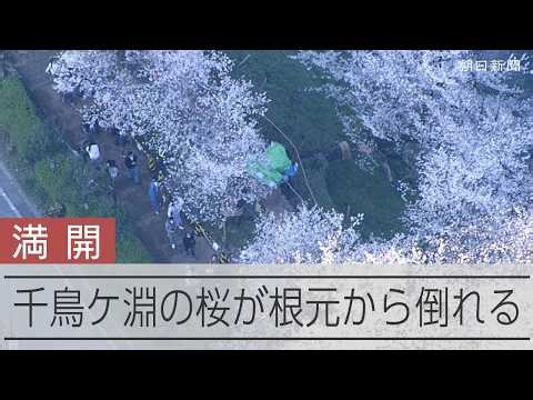 桜の名所・千鳥ヶ淵の桜が根元から倒れる 満開のさくらまつりの最中