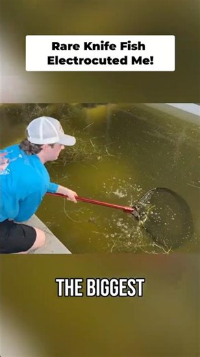 Rare Knife Fish Electrocutes Me! #fish #fishing #animal #pets