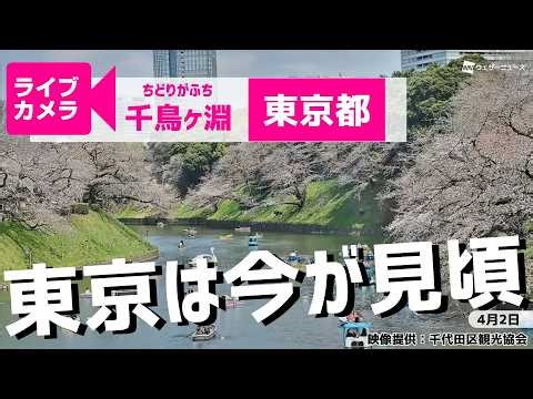 【桜ライブカメラ2026】ソメイヨシノ／「東京都千鳥ケ淵」ライブカメラより/Cherry Blossom Live Camera 2026年4月2日(木) #桜 #さくら