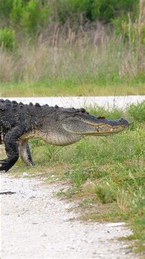 Big Florida Alligator Crossing the Trail #wildlife #alligator