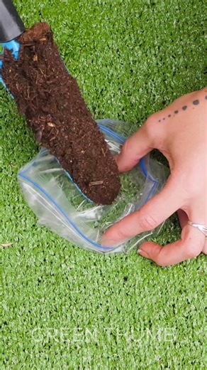 The MOST Effective Way to Grow Garlic, Salad and Flowers🪴