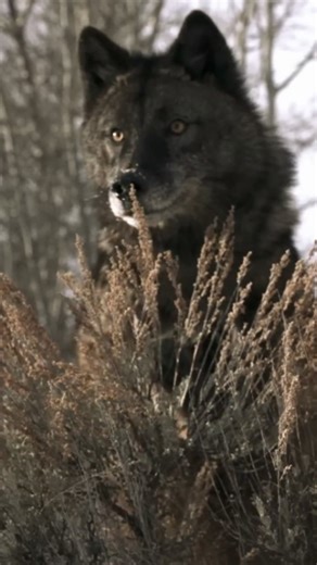 WILD • LIFE DOCUMENTARIES on Instagram: "Fire and Ice: Wild Yellowstone — Where Nature Burns, Freezes & Fights to Survive In the heart of North America lies Yellowstone — a land shaped by fire and ice, where boiling geysers erupt beside frozen valleys and survival is a daily battle. This wildlife documentary journeys deep into Wild Yellowstone, revealing a dramatic world of volcanic heat, brutal winters, and resilient wildlife. From erupting geysers and steaming hot springs to snow-covered plain