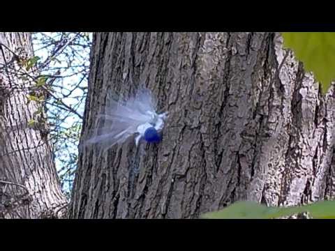 Weihrauch HW35 on the range plus legislation, comments and exploding mints!