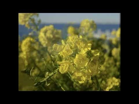 朧月夜 ♪菜の花畠に入日薄れ 高野辰之作詞・岡野貞一作曲・上田真樹編曲