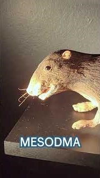 What survived the extinction that killed the dinosaurs? #paleontology #extinction #naturalhistory