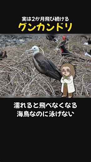 実は2か月飛び続けるグンカンドリの雑学3選