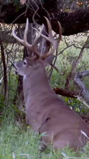 Slow Motion BUCK… So How Did He DROP Like That