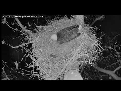 Eagle Nest Live Texas 🦅 20251231 Night