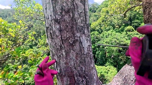 🐝 This Extreme 90-Meter Honey Hunt Is Not for the Faint-Hearted! 🌳😱🍯