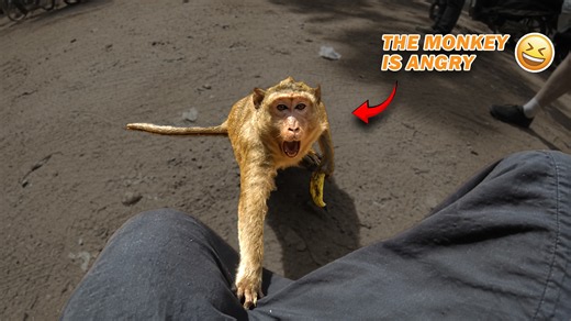 Random monkey moments that turned funny
