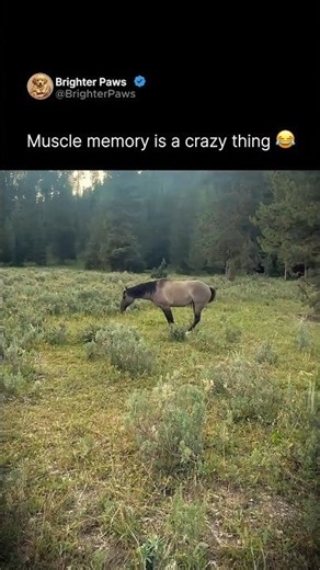 Muscle memory is a crazy thing #horse