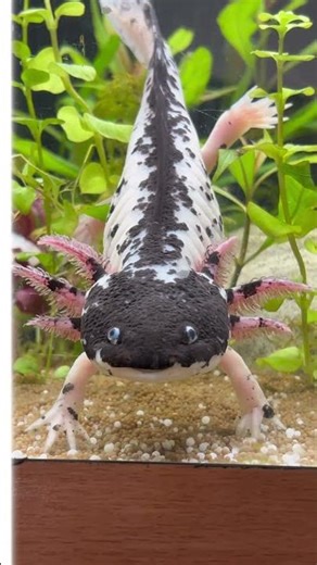 4 Interesting Facts About Axolotl. #axolotl #cute #entertainment #watch #facts #animal #shorts