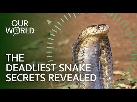Everything You Never Knew About Snakes | Our World