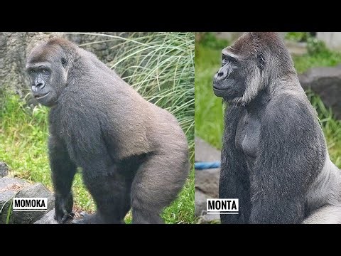 Silverback Gorilla cares about Young Female | Monta & Momoka | Chiba Zoo