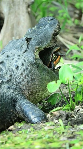 The Powerful Bite Force of An American Alligator!