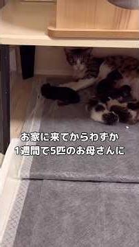 預かり猫としてやってきた元野良猫がお家に来て1週間で5匹のお母さんになりました #保護猫 #野良猫 #shorts
