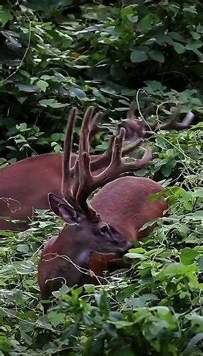 Monster Buck Feeding in Kudzu: Summer Whitetail Deer Footage